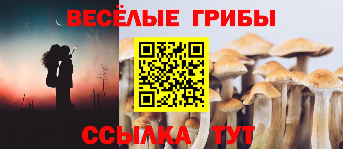 Чайковский  Псилоцибиновые грибы Magic Shrooms  что такое   Вход с VPN 